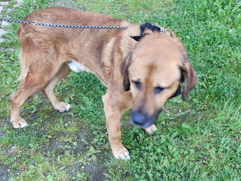 Wer vermisst seinen Hund?