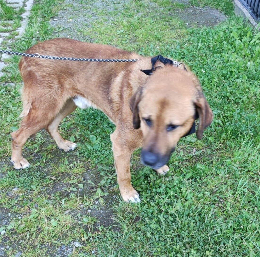 Titelbild Wer vermisst seinen Hund?